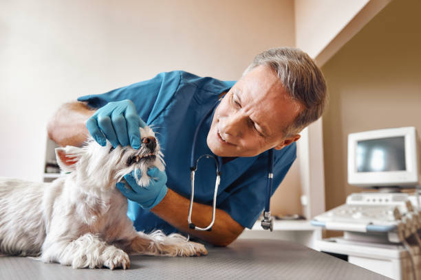 Best Mobile Emergency Dentist in Baywood, NY
